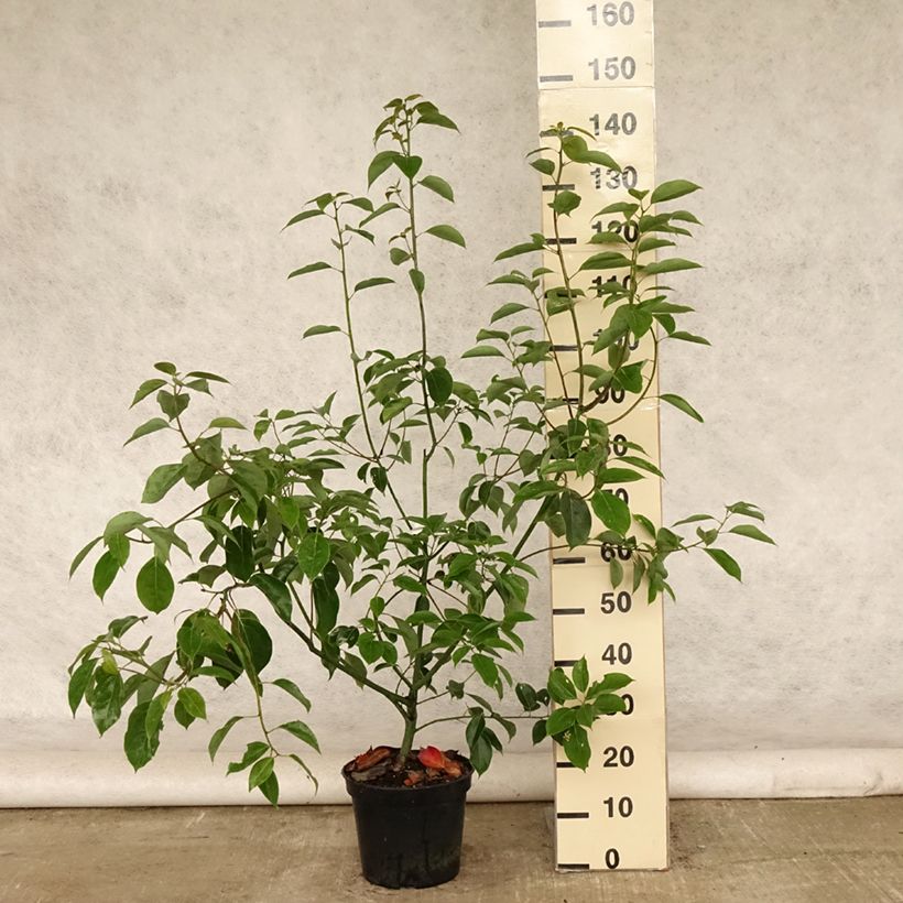 Esimerkki kesällä toimitetusta Kamferipuu - Cinnamomum camphora Ruukku 7,5L / 10L-taimesta