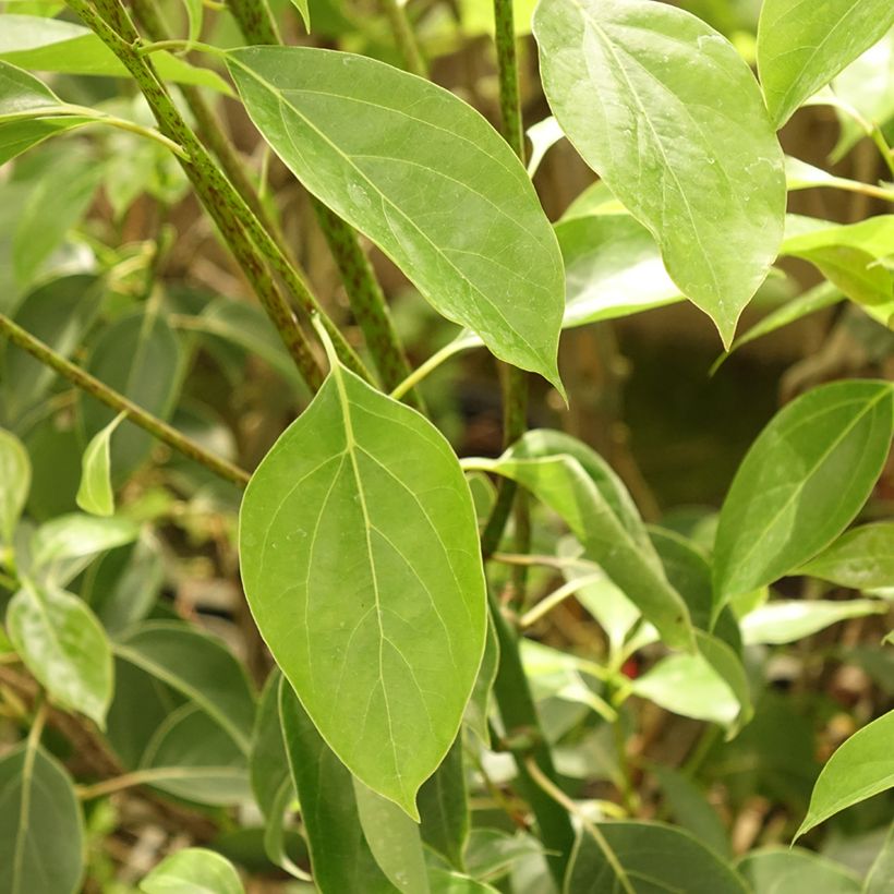 Kamferipuu - Cinnamomum camphora (Lehvistö)