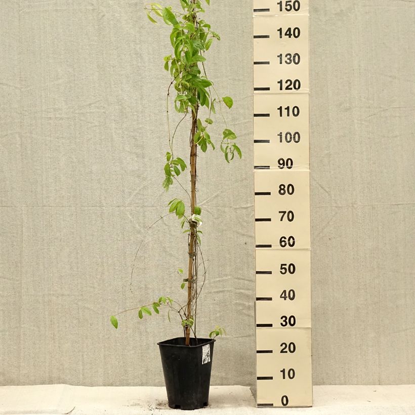 Esimerkki kesällä toimitetusta Campsis capreolata - Bignone à vrilles Pot de 6L/7L-taimesta