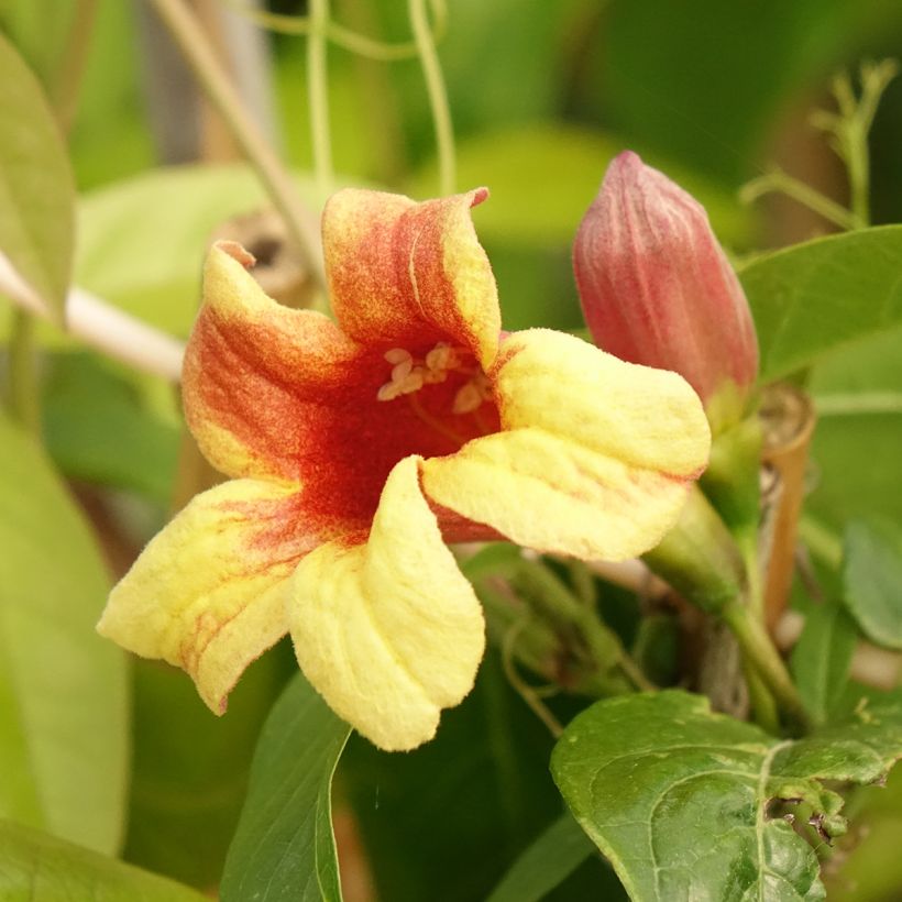 Trumpettiköynnös - Campsis capreolata (Kukinta)