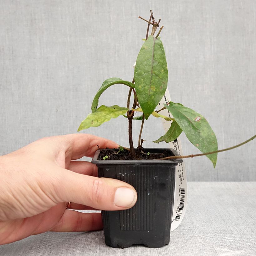 Esimerkki syksyllä toimitetusta Trumpettiköynnös Tangerine Beauty 8/9 cm taimiruukku-taimesta