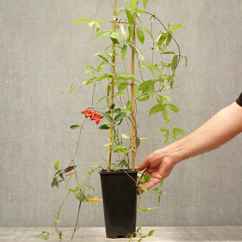 Esimerkki kesällä toimitetusta Trumpettiköynnös Tangerine Beauty Pot de 2L/3L-taimesta