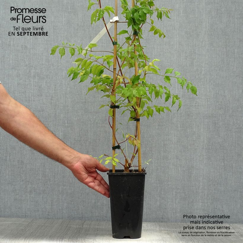 Esimerkki syksyllä toimitetusta Isotrumpettiköynnös - Campsis grandiflora 2 litran/3 litran ruukku-taimesta