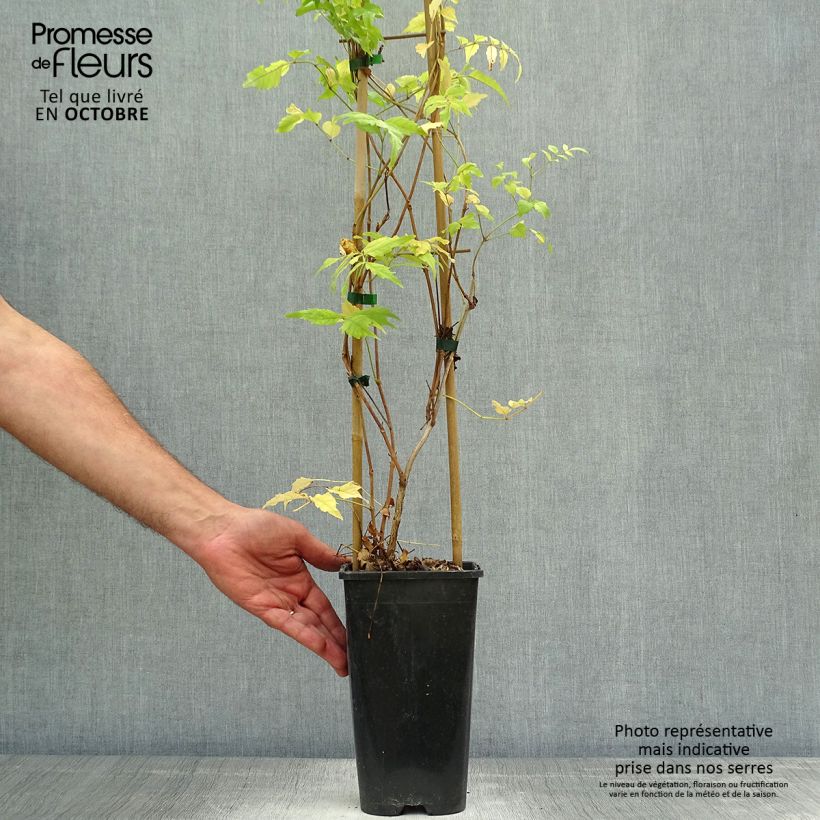 Esimerkki syksyllä toimitetusta Pikkutrumpettiköynnös - Campsis radicans 2 litran/3 litran ruukku-taimesta