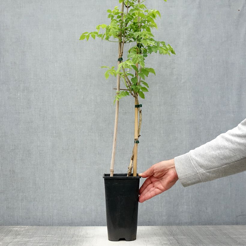Esimerkki kesällä toimitetusta Pikkutrumpettiköynnös Judy Pot de 2L/3L-taimesta