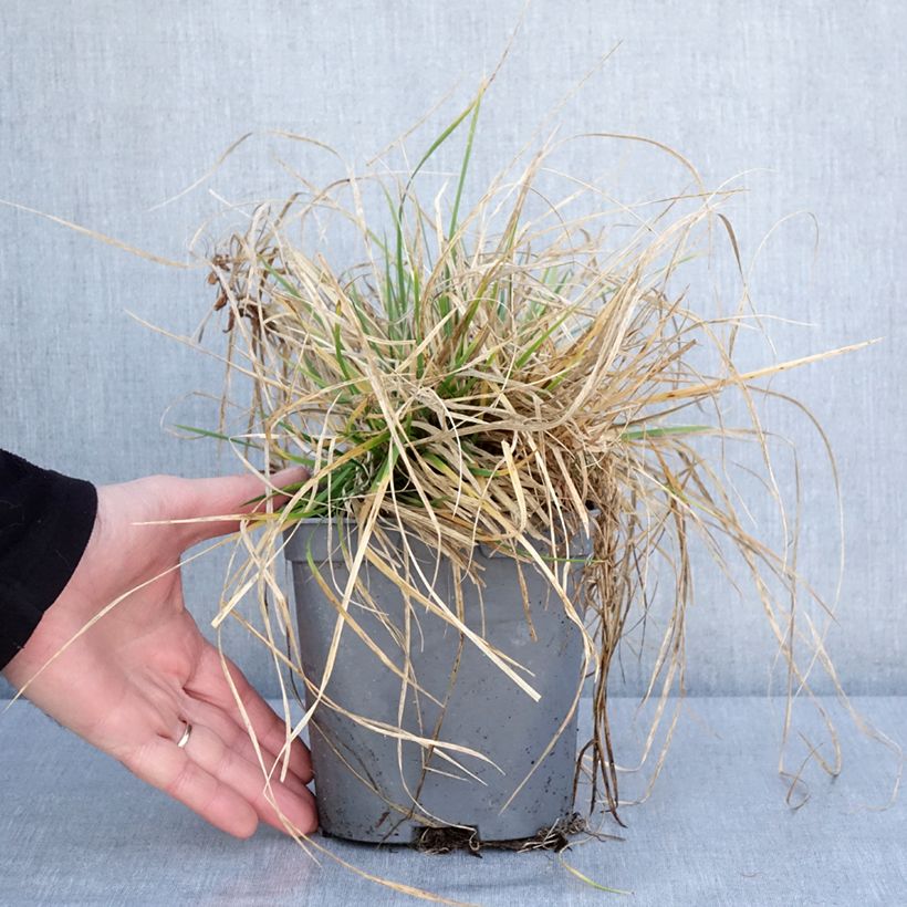 Esimerkki talvella toimitetusta Canche cespiteuse Vivipara - Deschampsia cespitosa Pot de 2L/3L-taimesta