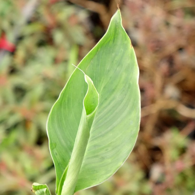 Tarhakanna Confetti (Foliage)