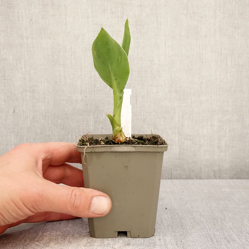 Example of Tarhakanna Confetti Godet de 8/9 cm size I as you get in printemps