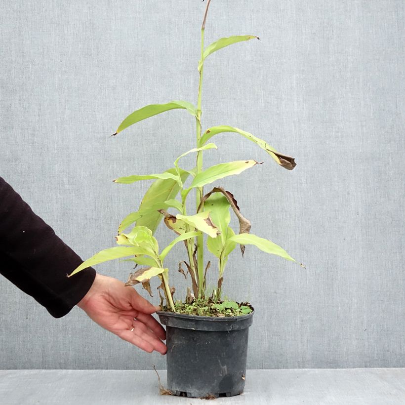 Esimerkki syksyllä toimitetusta Tarhakanna - Canna edulis 2 litran/3 litran ruukku-taimesta