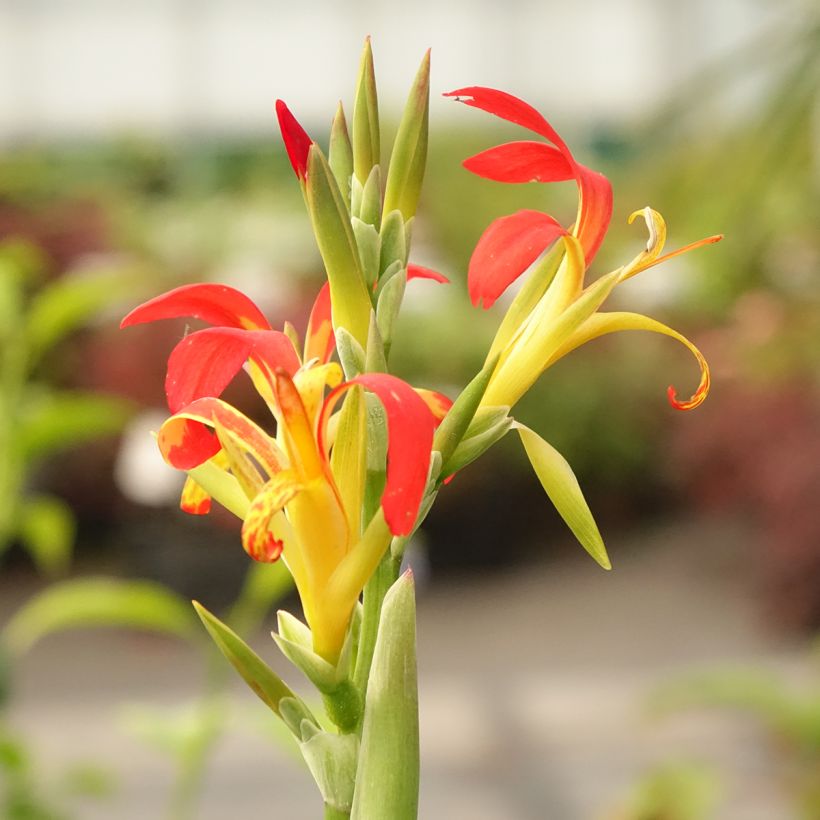 Tarhakanna - Canna edulis (Kukinta)