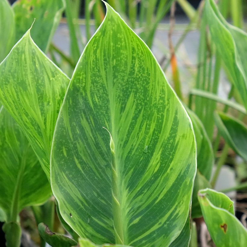 Tarhakanna En avant (Foliage)