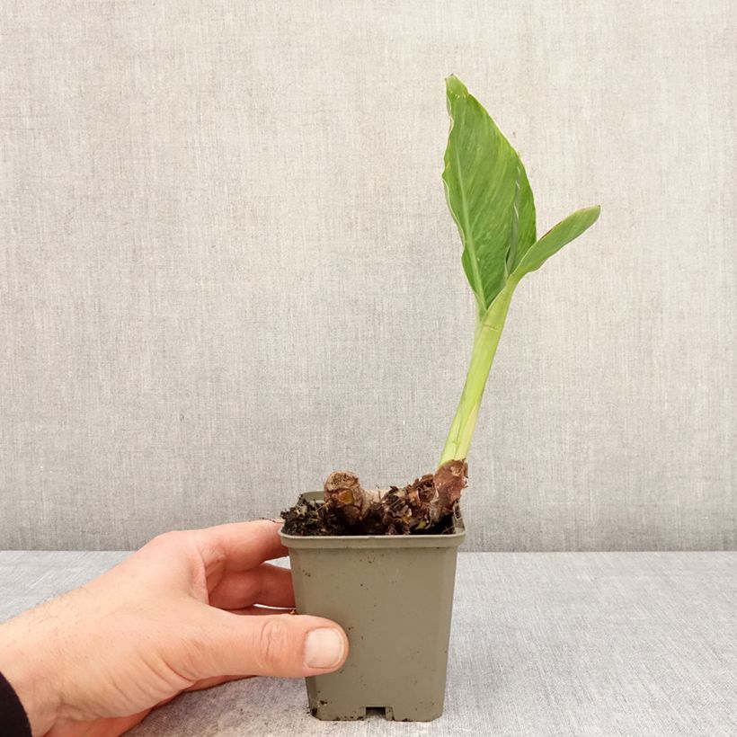 Example of Tarhakanna En avant Godet de 8/9 cm size I as you get in printemps