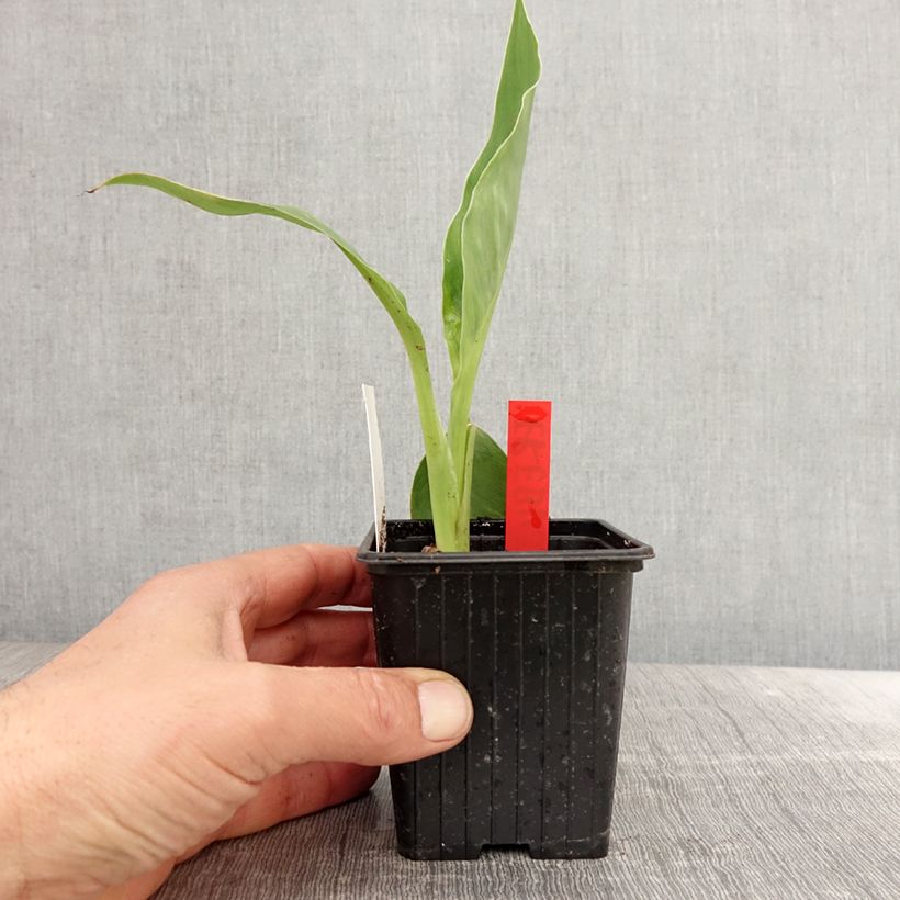 Esimerkki keväällä toimitetusta Canna Erebus - Balisier aquatique géant Godet de 8/9 cm-taimesta