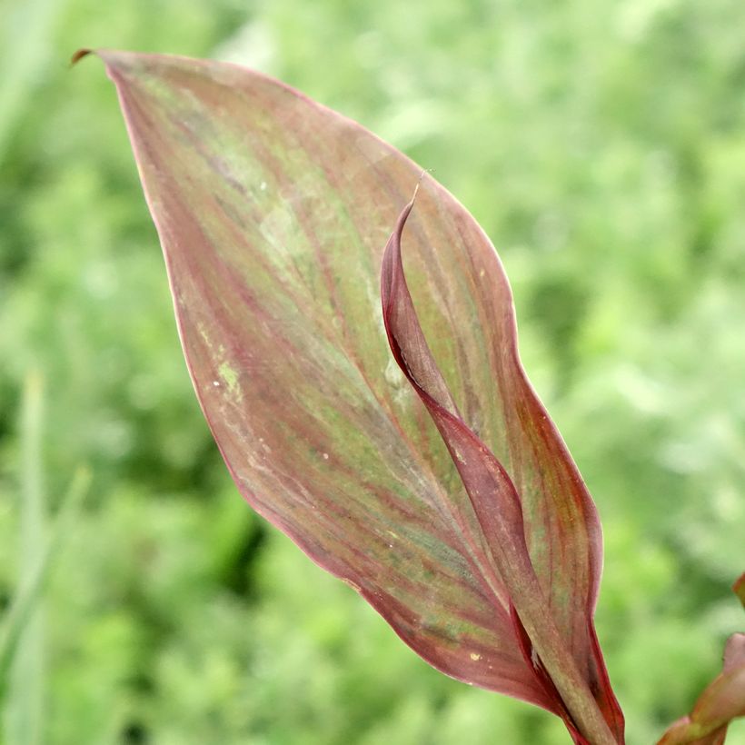 Tarhakanna Feu Magique (Foliage)
