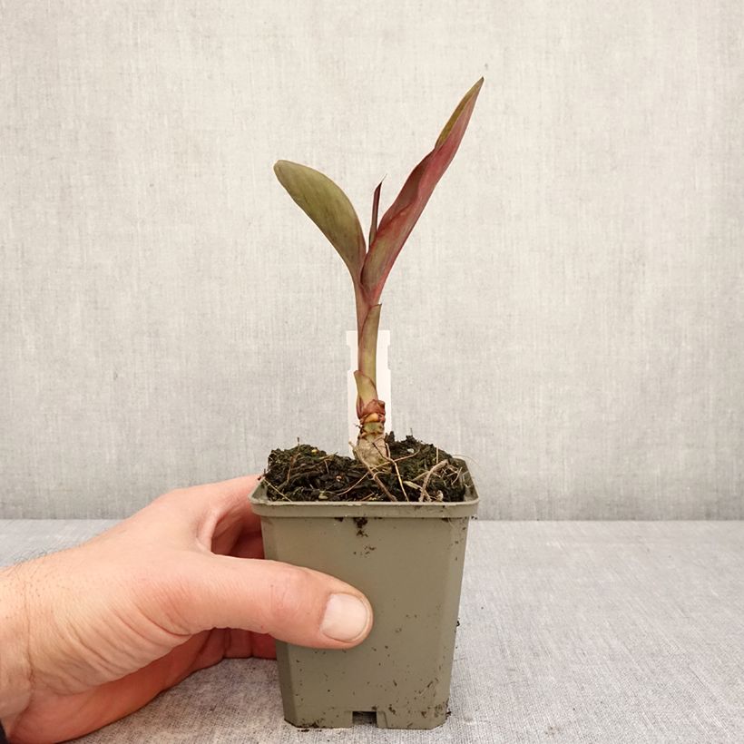 Example of Tarhakanna Feu Magique Godet de 8/9 cm size I as you get in printemps
