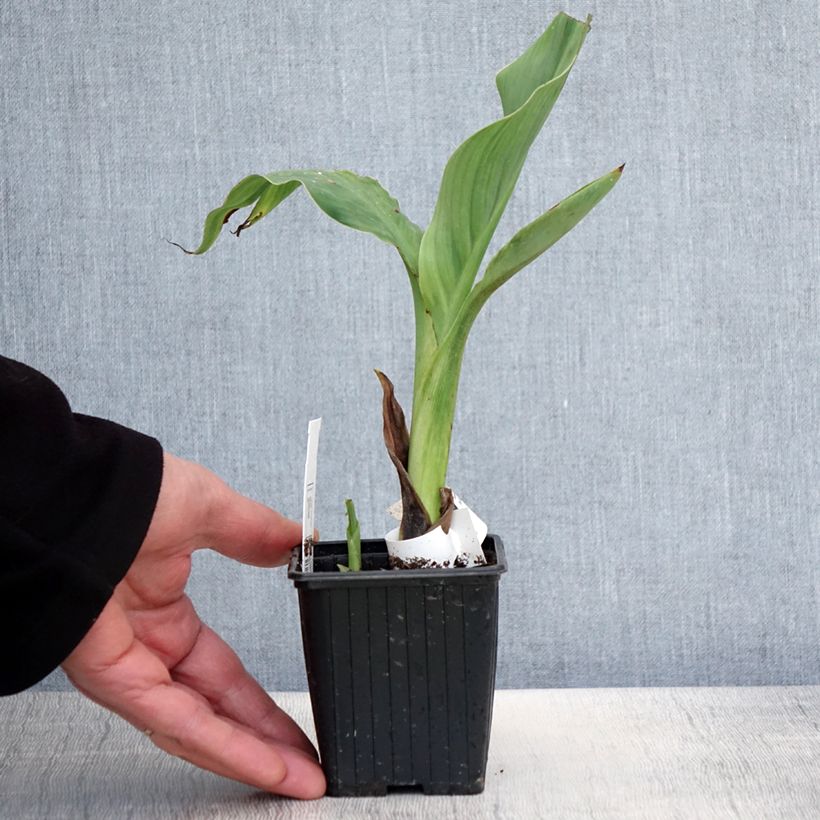 Esimerkki keväällä toimitetusta Canna glauca Ra - Balisier d'eau Godet de 8/9 cm-taimesta