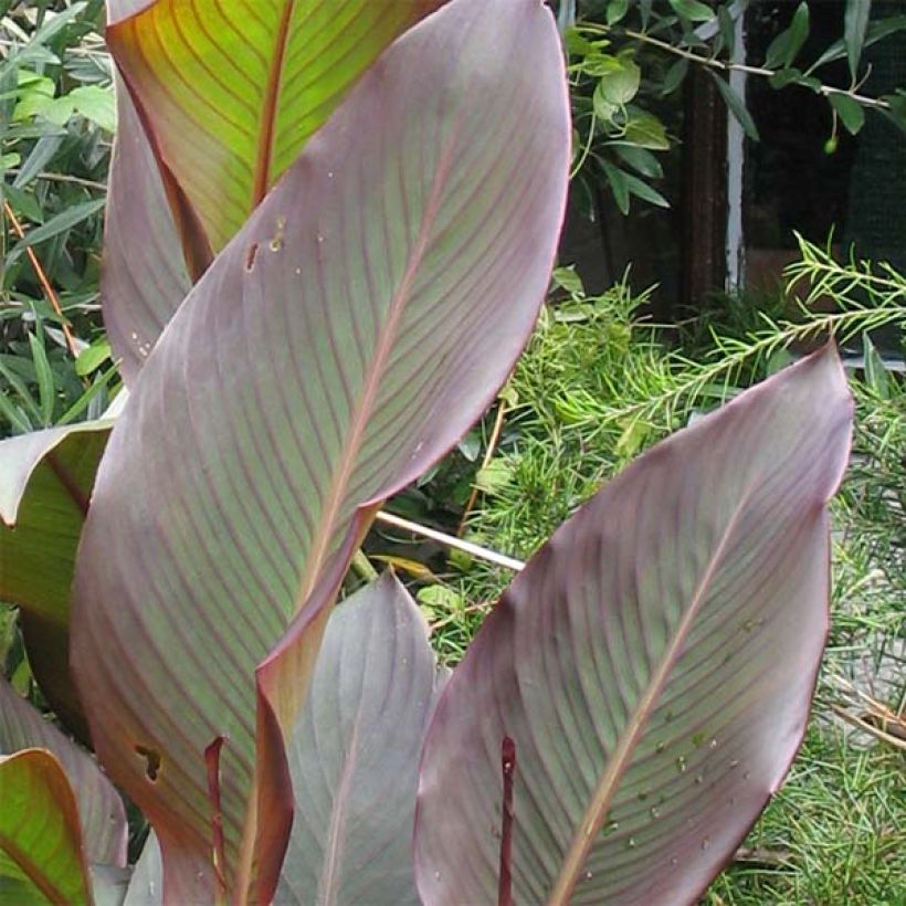Intiankanna Purpurea (Foliage)