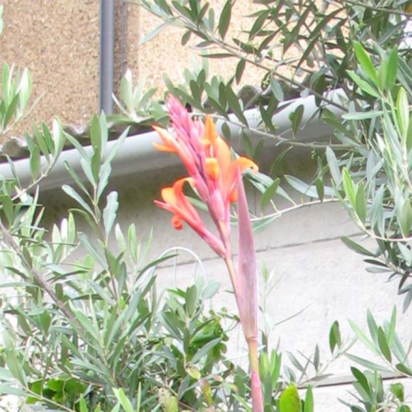 Intiankanna Purpurea (Flowering)