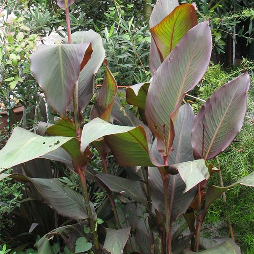 Intiankanna Purpurea (Plant habit)