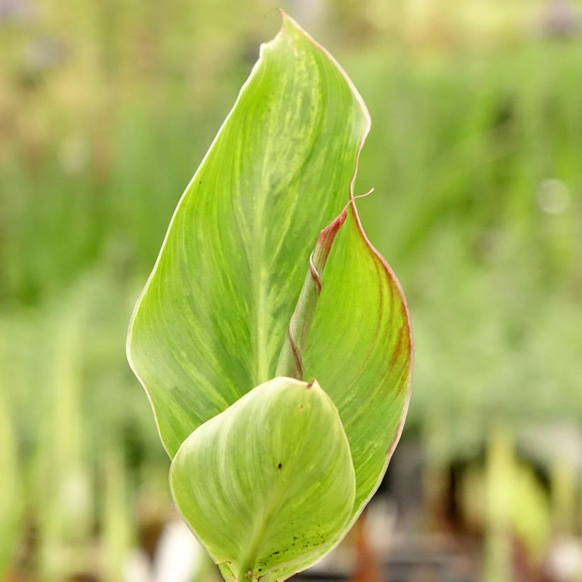 Tarhakanna Lucifer (Foliage)