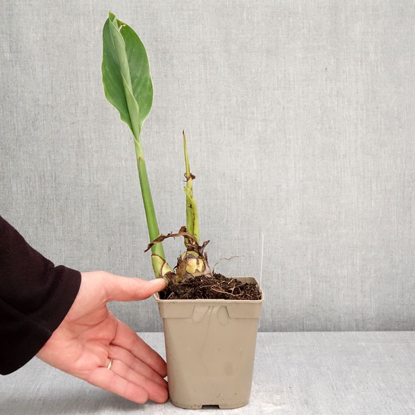 Example of Tarhakanna Marabout Pot de 1L/1,5L size I as you get in printemps