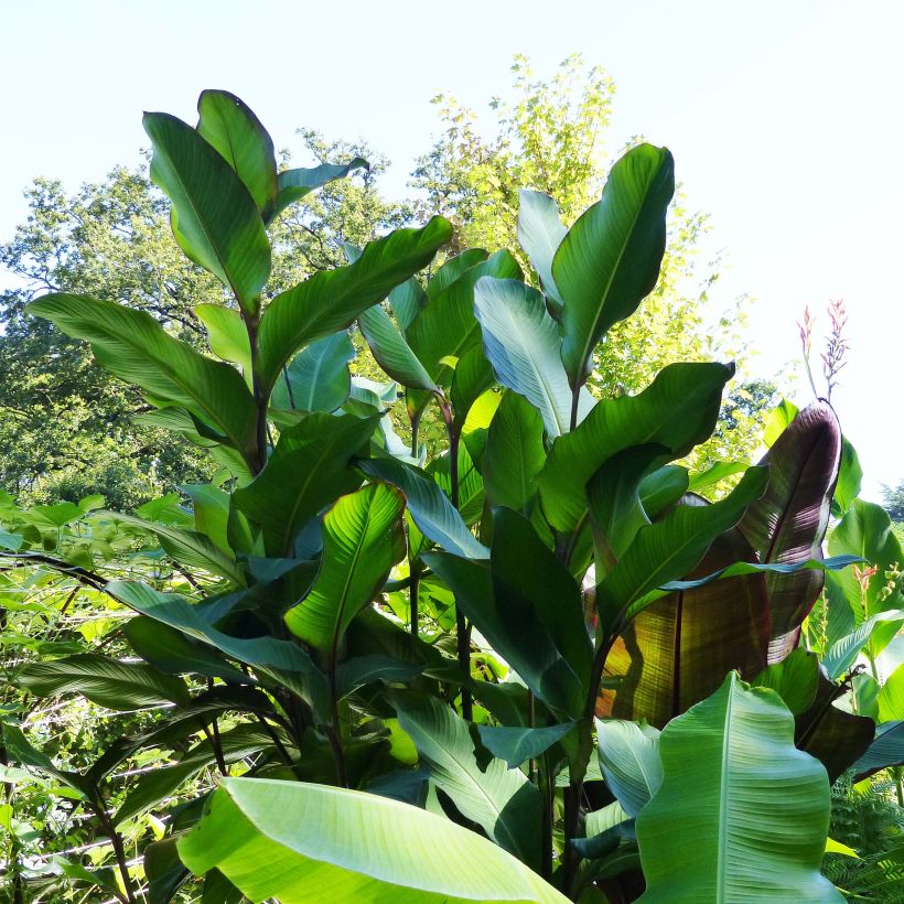 Tarhakanna Musaefolia (Plant habit)