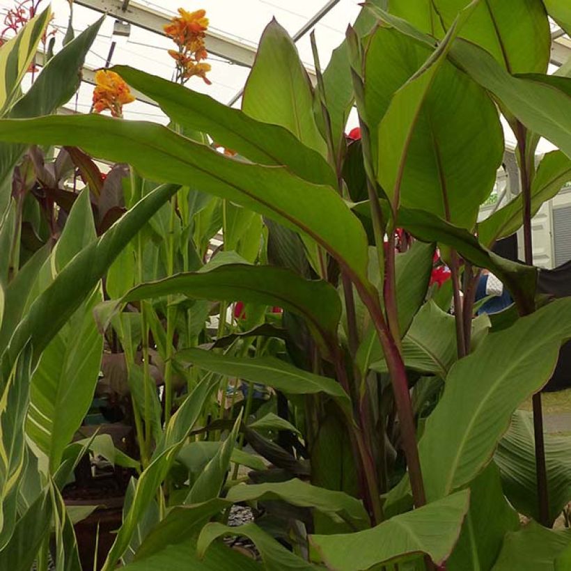 Tarhakanna Musaefolia (Foliage)