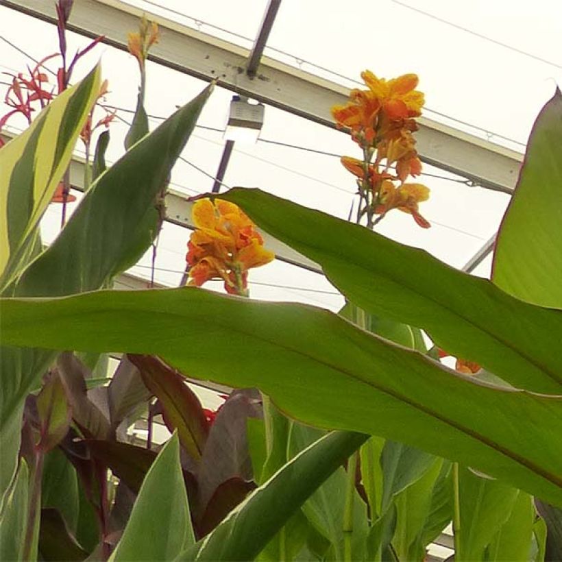 Tarhakanna Musaefolia (Flowering)