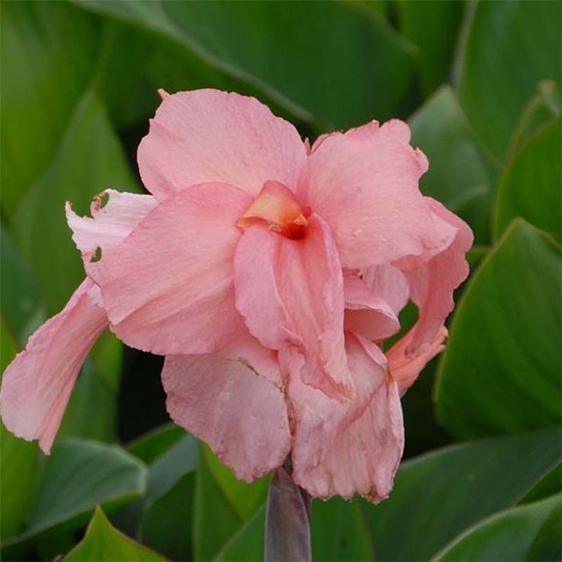Intiankanna Pink President (Flowering)