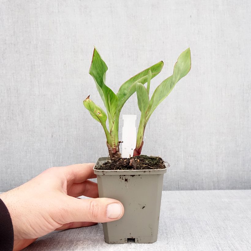 Example of Tarhakanna Strasbourg Godet de 8/9 cm size I as you get in printemps