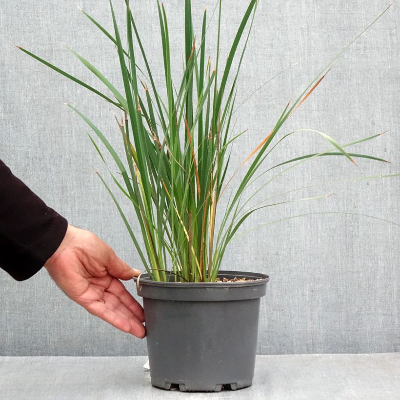 Esimerkki syksyllä toimitetusta Kaario - Dierama igneum 2 litran/3 litran ruukku-taimesta