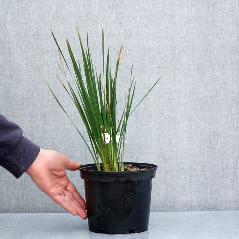 Esimerkki keväällä toimitetusta Kaario - Dierama igneum Ruukku 2L / 3L-taimesta