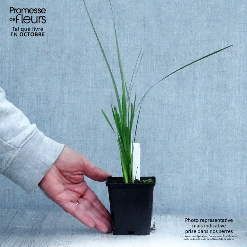 Esimerkki syksyllä toimitetusta Enkelinkaario - Dierama pulcherrimum 8/9 cm taimiruukku-taimesta