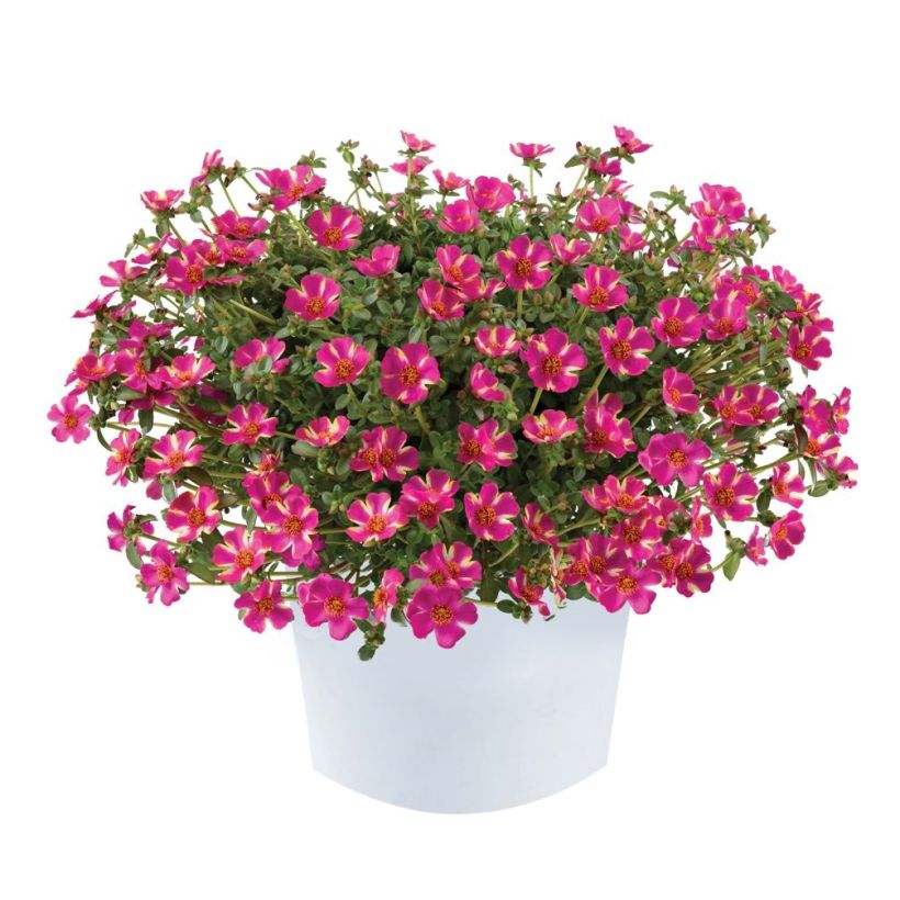 Vihannesportulakka Campino Twist Pink (Kasvutapa)