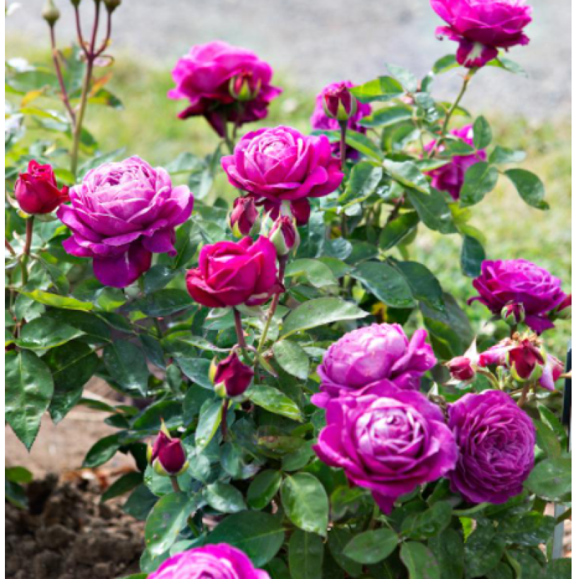 Polyantharuusu Heidi Klum (Kasvutapa)