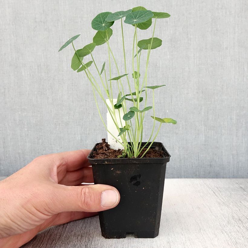 Esimerkki keväällä toimitetusta Capucine Baby Rose - Tropaeolum minus Godet de 8/9 cm-taimesta