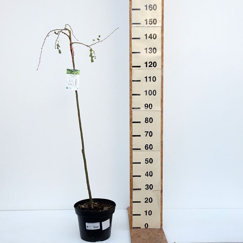 Esimerkki syksyllä toimitetusta Siperianhernepensas Pendula 7,5 litran / 10 litran ruukku, Runko-taimesta