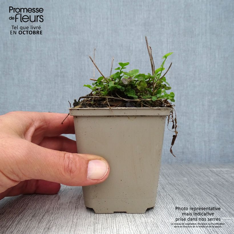 Esimerkki syksyllä toimitetusta Luhtalitukka - Cardamine pratensis 8/9 cm taimiruukku-taimesta