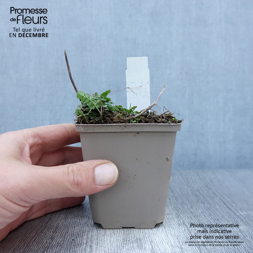 Esimerkki syksyllä toimitetusta Luhtalitukka Flore Pleno 8/9 cm taimiruukku-taimesta