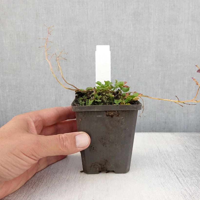 Esimerkki kesällä toimitetusta Luhtalitukka Flore Pleno Taimiruukku 8/9 cm-taimesta
