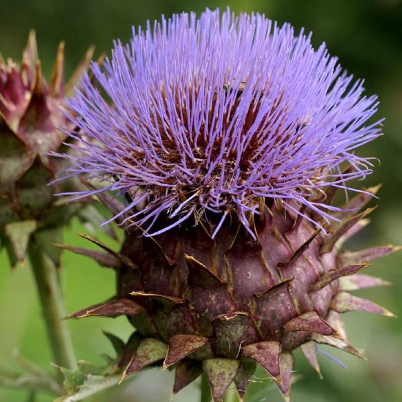 Isoartisokka var. altilis (Kukinta)