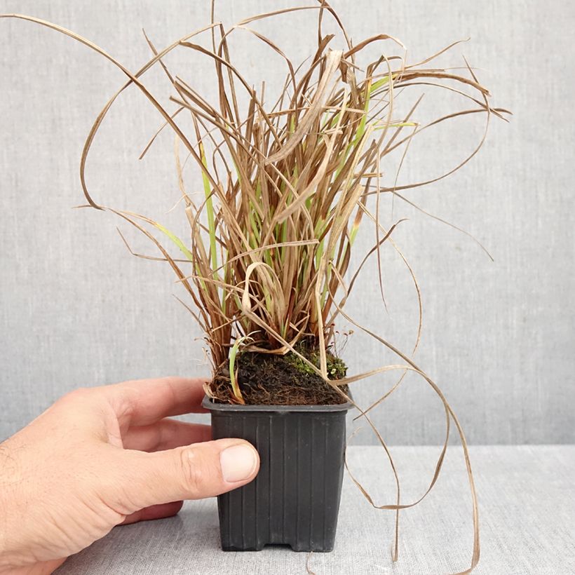 Esimerkki syksyllä toimitetusta Viiltosara - Carex acuta 8/9 cm taimiruukku-taimesta