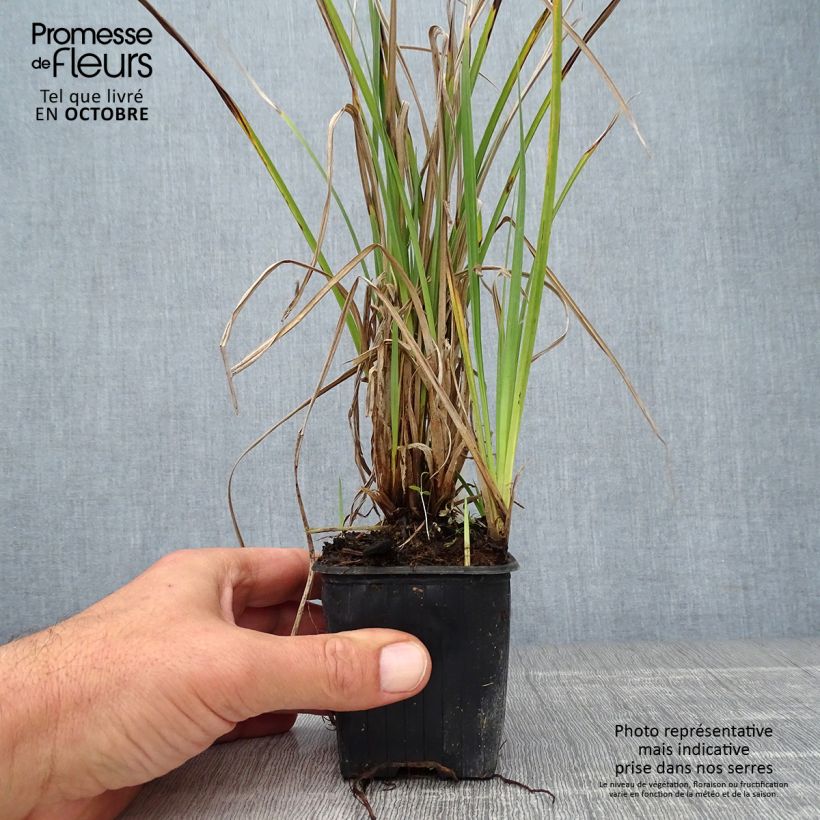 Esimerkki syksyllä toimitetusta Hetesara - Carex acutiformis 8/9 cm taimiruukku-taimesta