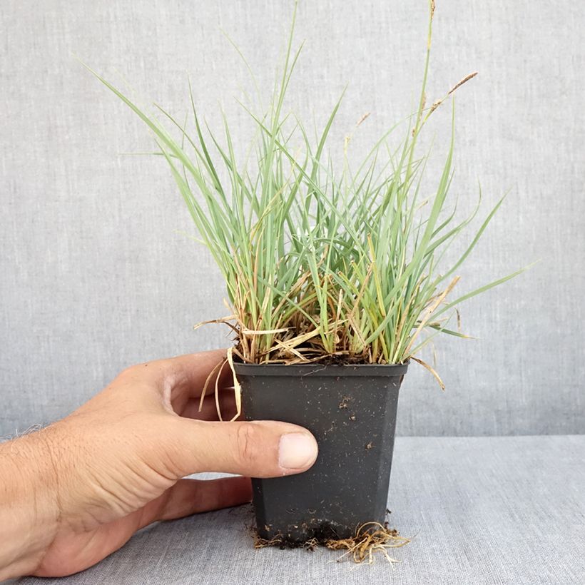 Esimerkki kesällä toimitetusta Sara - Carex atrata Taimiruukku 8/9 cm-taimesta