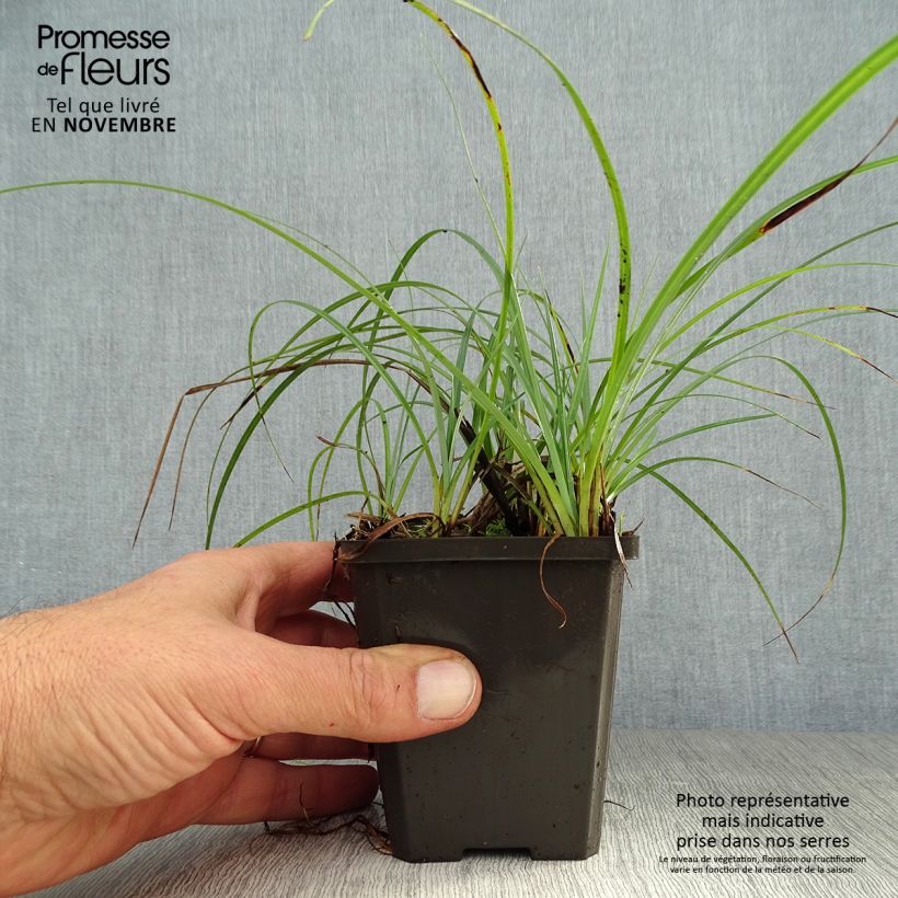 Esimerkki syksyllä toimitetusta Sara - Carex atrata 8/9 cm taimiruukku-taimesta