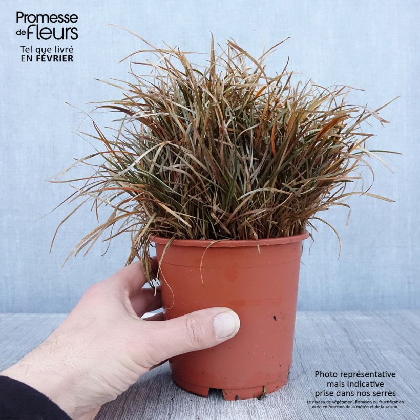 Esimerkki talvella toimitetusta Sara - Carex berggrenii Pot de 1L/1,5L-taimesta
