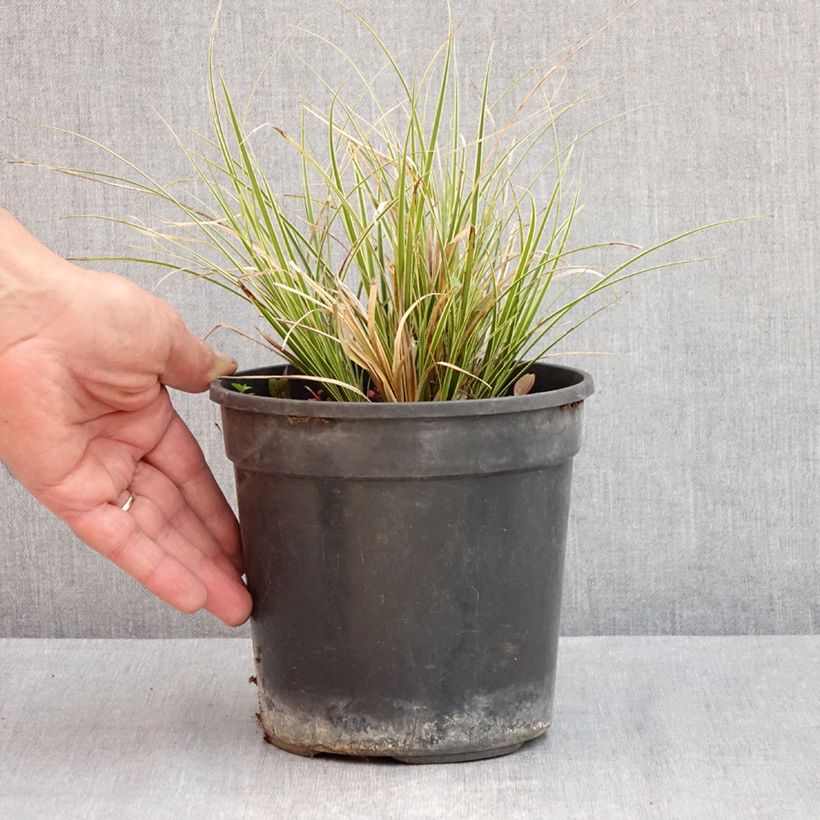 Esimerkki keväällä toimitetusta Sirosara Aureovariegata Pot de 2L/3L-taimesta