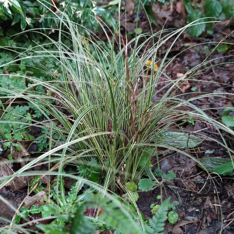 Sirosara Variegata (Lehvistö)