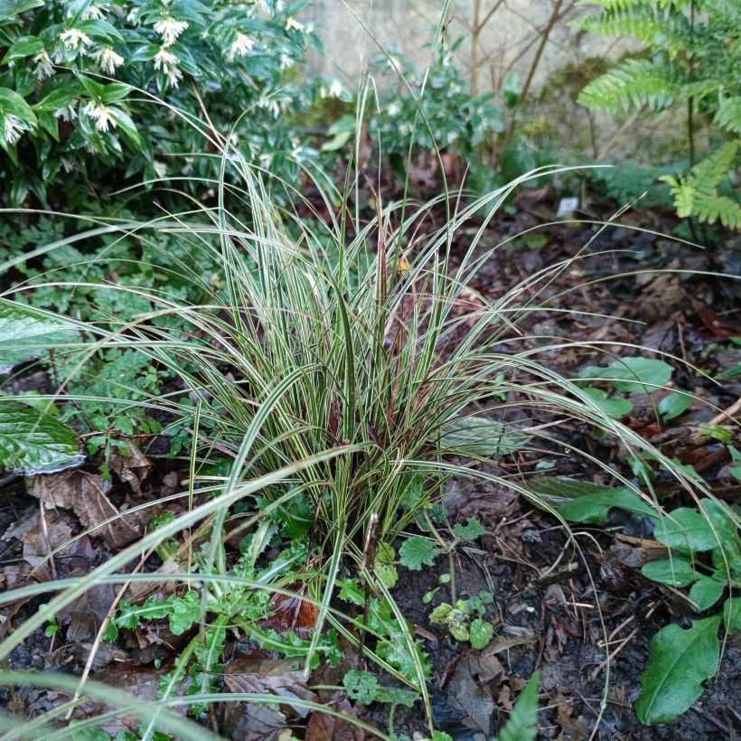 Sirosara Variegata (Kasvutapa)