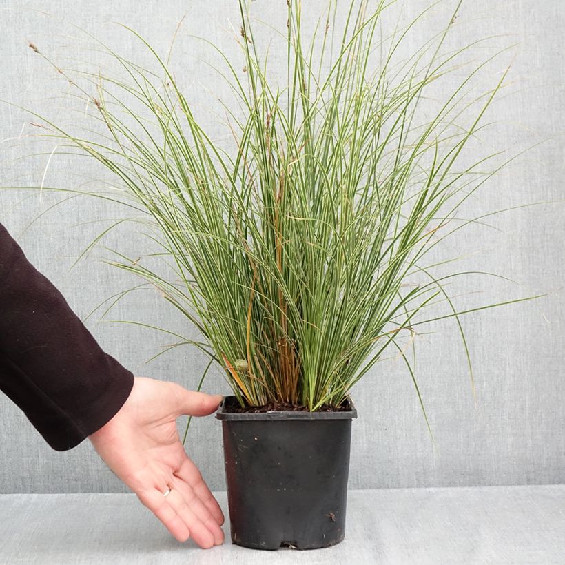 Esimerkki syksyllä toimitetusta Sirosara Variegata 2 litran/3 litran ruukku-taimesta